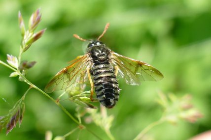 Абія блискуча