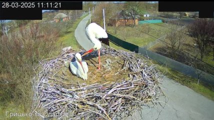 Аист Грицик целует Одарку