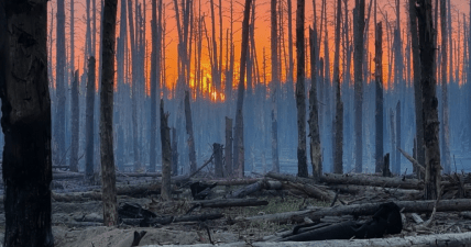 Серебрянский лес