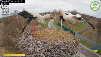 Битва самців