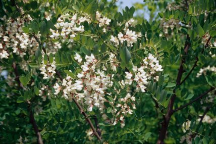 белая акация, робиния