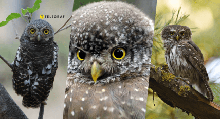 Сычика-воробья увидели в Национальном природном парке "Припять-Стоход"