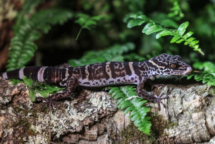Геккон в дикой природе