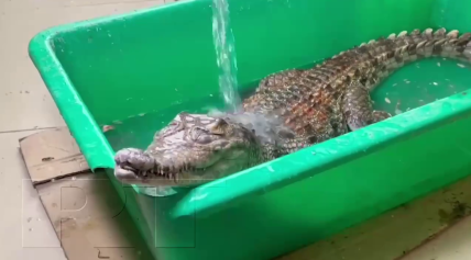 З Нової Каховки до Криму вкрали крокодила