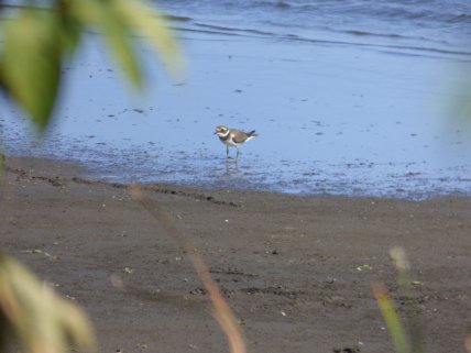 Charadrius hiaticula