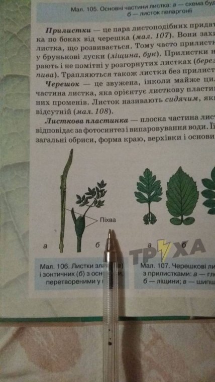 Термин в учебнике биологии вызвал споры украинцев