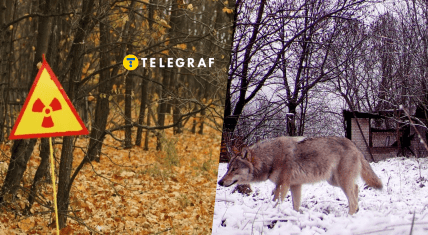 Кто живет в Чернобыльском заповеднике