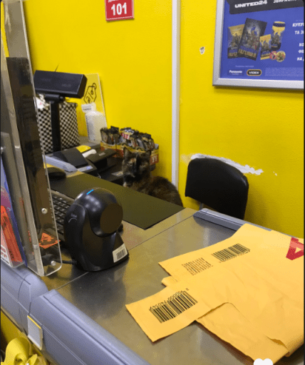 Кот на кассе в Авроре