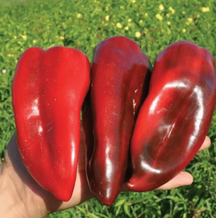 Болгарський перець Капело