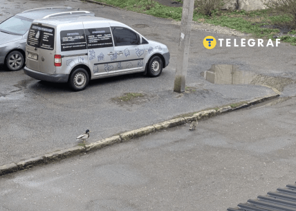 Качки заблукали в Тернополі