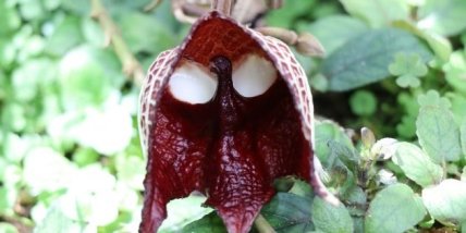 Аристолохия