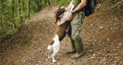 Активний собака