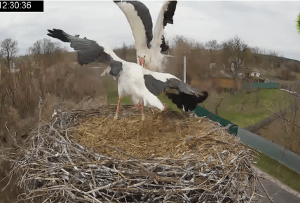 Драка в гнезде Грицика и Одарки
