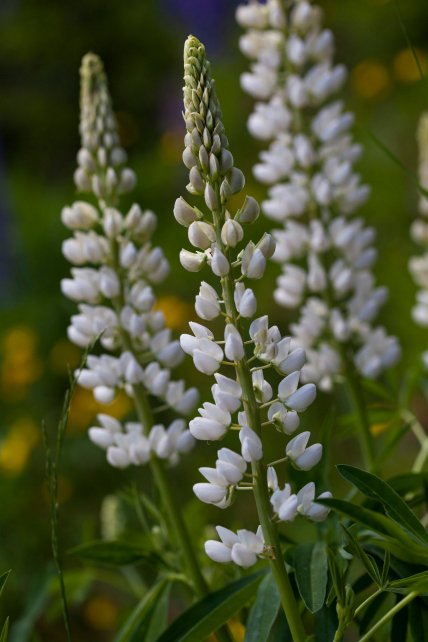 Белый люпин (Lupinus albus)