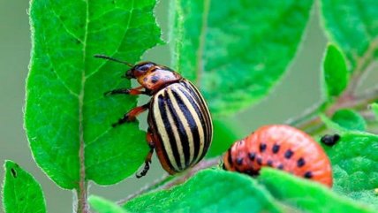 Колорадський жук