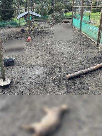 Вбиті в Кременчуці тварини