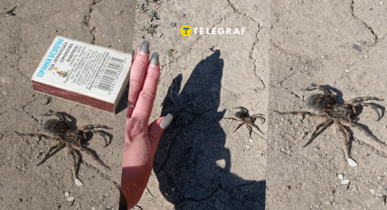 Украинка показала паука – южнорусского тарантула