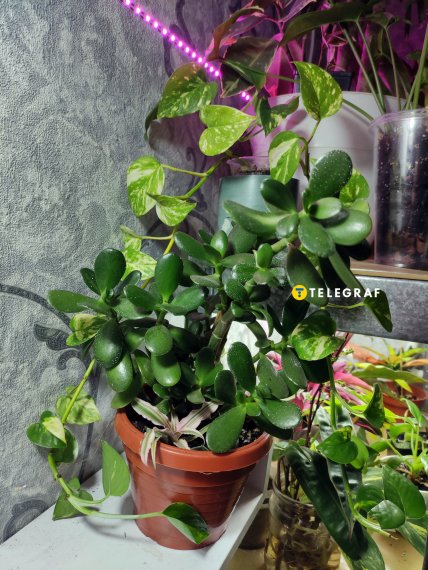 Красула та епіпремнум золотистий - невибагливі рослини