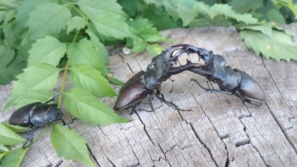 Жуки-олени соревнуются за самку