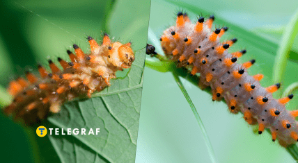 Гусениця метелика Поліксени