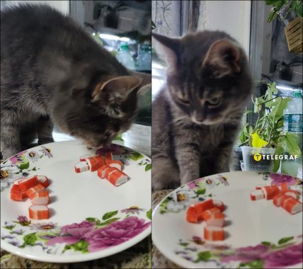 Коты не хотят есть крабовые палочки ни из АТБ, ни из Сильпо