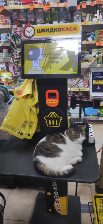 Кот в Авроре