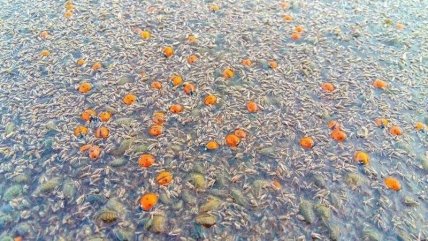  На Тузловских лиманах в Одесской области гибнут божьи коровки 