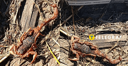 Скорпіон в Україні