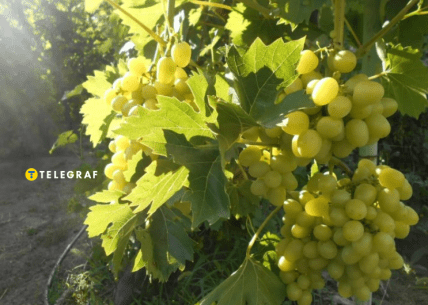 Виноград Аркадия