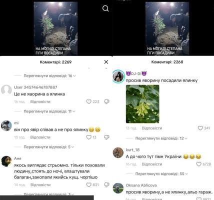 Яворина на могиле Гиги