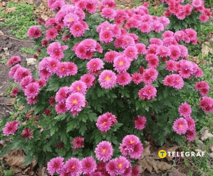 Хризантема мультифлора Джакулина Пинк