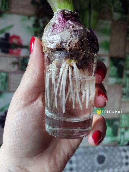 Гіацинт як виростити цибулину