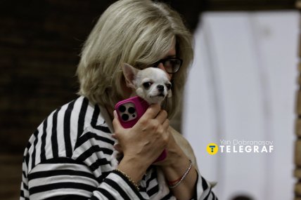 Собака в метро во время тревоги