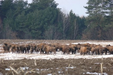 Стадо зубров