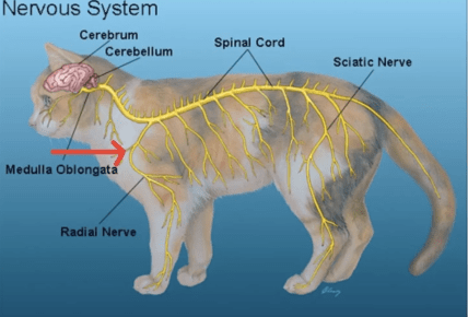 Строение нервной системы кота