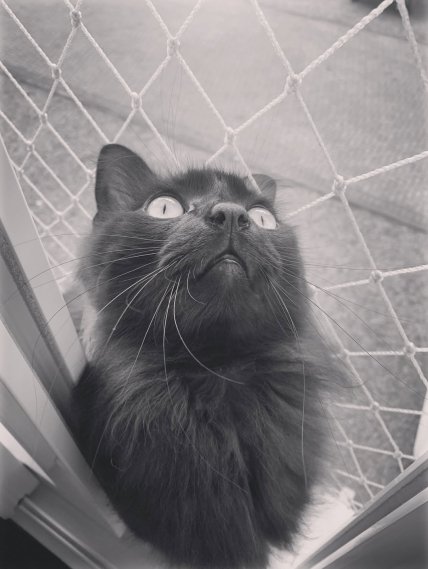 Бакі не стало за кілька тижнів до смерті господаря