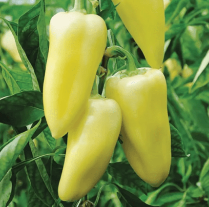 Болгарський перець Сноувайт