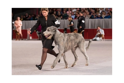 Ирландский волкодав. Фото: mops.ua
