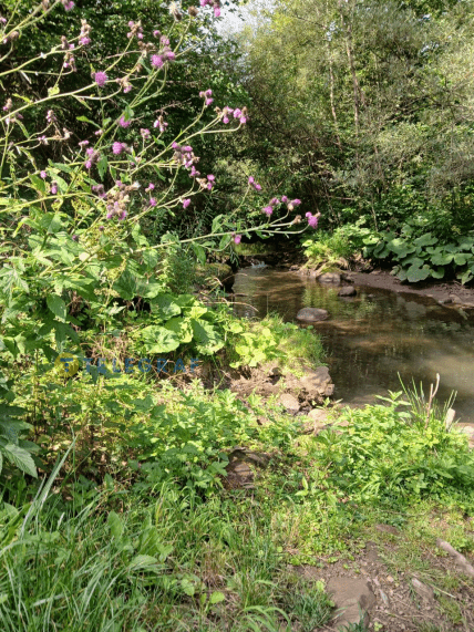 Берег реки Малая Река