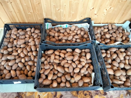 Картофель в ящиках