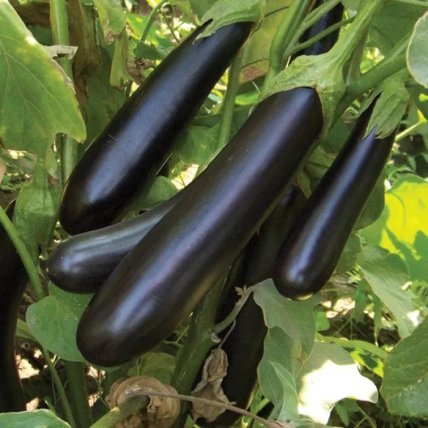 Баклажан "Валентина"