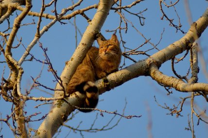 Лесной кот имеет характерный хвост