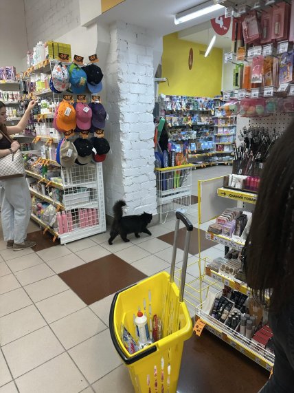 Кошка в магазине Аврора