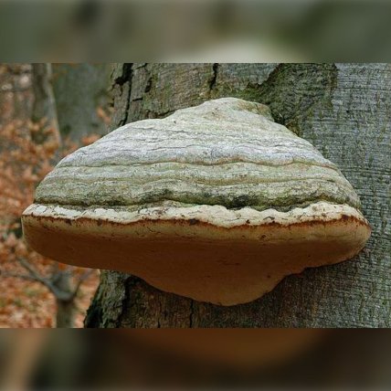 гриб трутовик настоящий