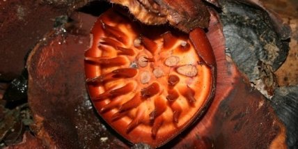 Раффлезия Арнольда