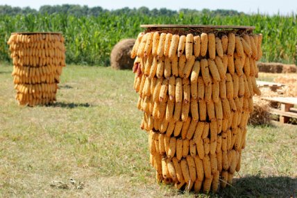 Детский Киев: кукурузный лабиринт Кукулабия. Отзывы и фото - изображение №2