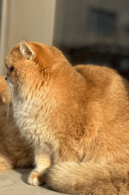 В Украине продают британскую золотистую шиншиллу