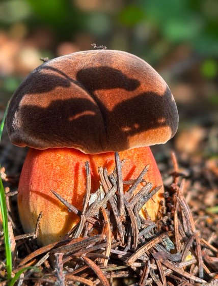 Боровик зернистоногий (Neoboletus luridiformis)