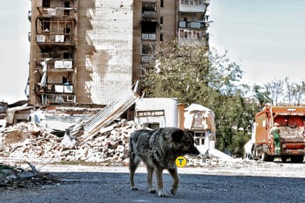 Собака біля зруйнованої будівлі. Фото Ян Доброносов "Телеграф"