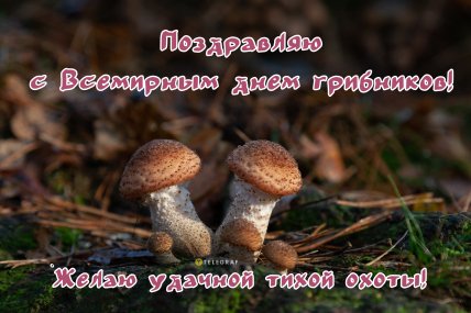 поздравляю с днем грибника картинка